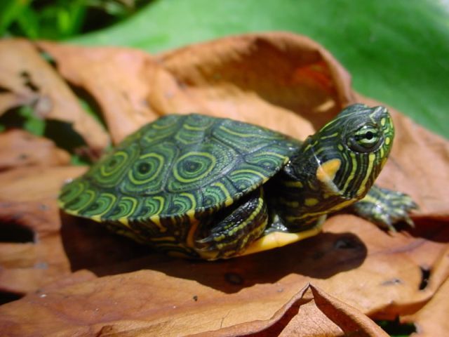 Породы черепах в Заводоуковске | ЗооТом портал о животных