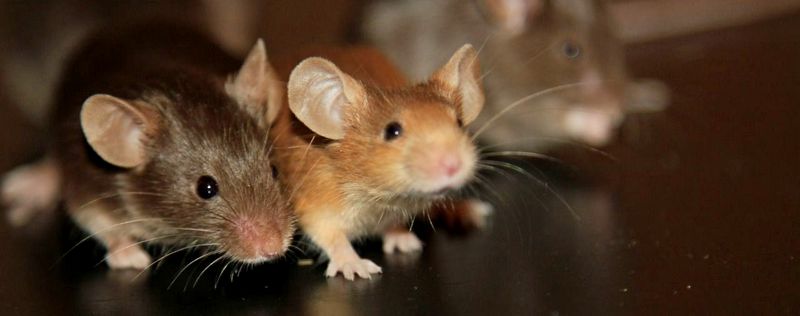 Все о мышах в Заводоуковске | ЗооТом - продажа, вязка и услуги для животных в Заводоуковске