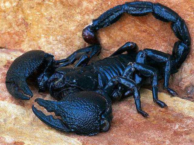 Все о скорпионах в Заводоуковске | ЗооТом портал о животных