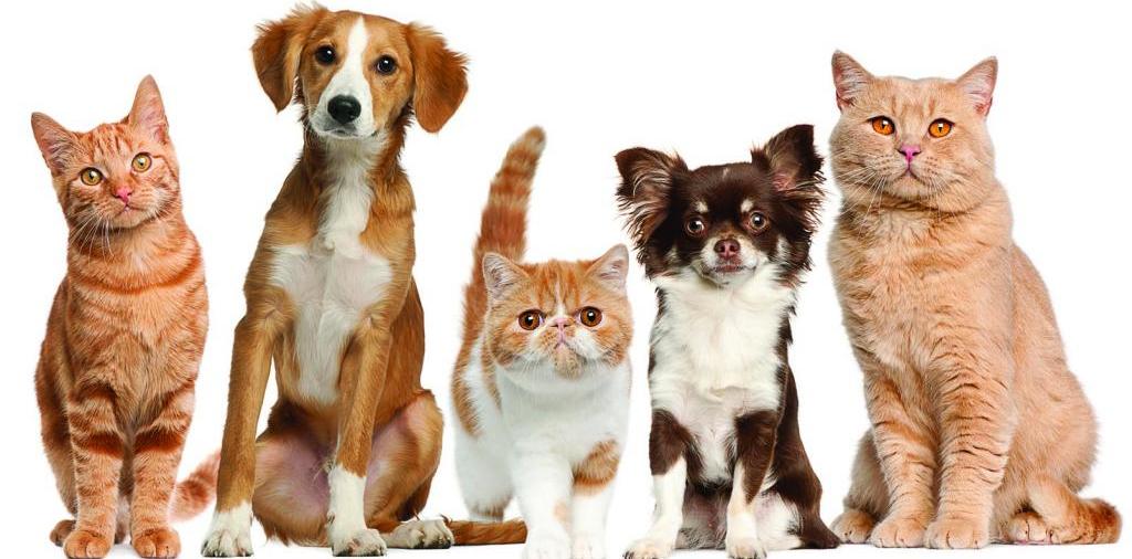 Доска объявлений о животных | ЗооТом - продажа, вязка и услуги для животных в Заводоуковске