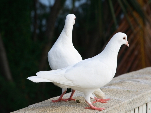 Все о голубях | ЗооТом - продажа, вязка и услуги для животных в Заводоуковске