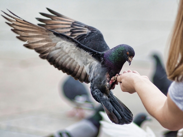 Все о голубях | ЗооТом - продажа, вязка и услуги для животных в Заводоуковске