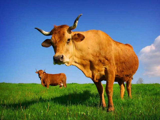 Все о коровах в Заводоуковске | ЗооТом портал о животных