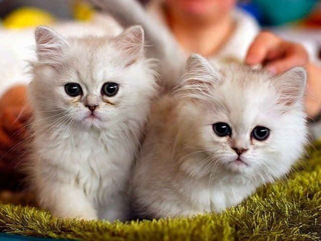 Породы кошек в Заводоуковске | ЗооТом портал о животных