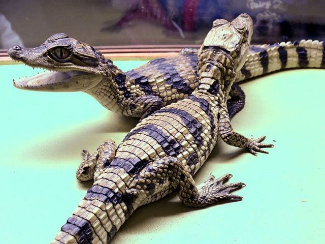 Все о крокодилах в Заводоуковске | ЗооТом портал о животных