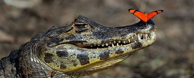 Все о крокодилах в Заводоуковске | ЗооТом портал о животных