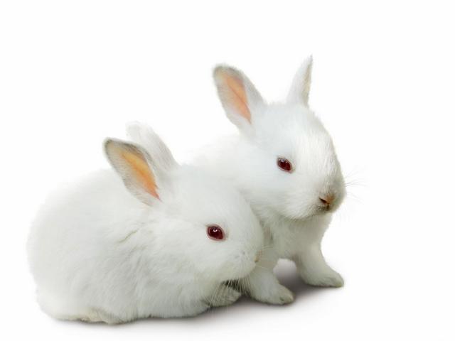 Все о кроликах в Заводоуковске | ЗооТом портал о животных