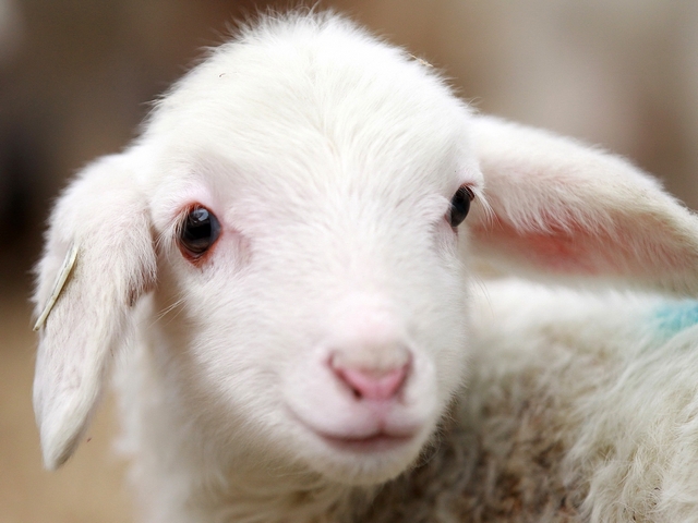 Овцы и бараны в Заводоуковске | ЗооТом портал о животных