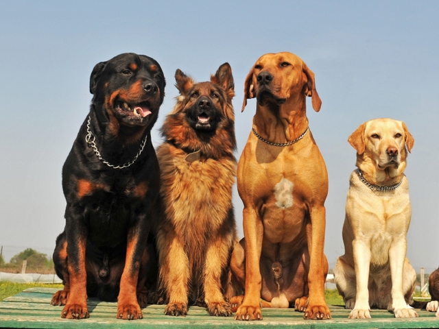 Крупные породы собак в Заводоуковске | ЗооТом портал о животных