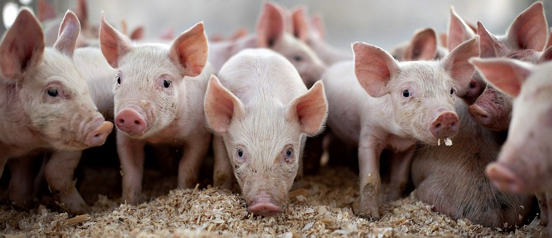 Все о свиньях в Заводоуковске | ЗооТом портал о животных